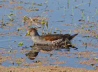 P. m. malanops, Brazil