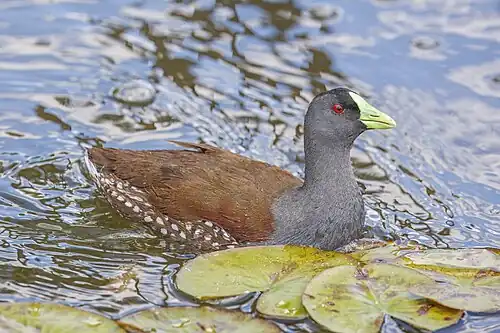 P. m. crassirostris, Chile