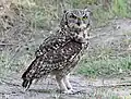 A spotted eagle owl at Eagle Encounters in Stellenbosch