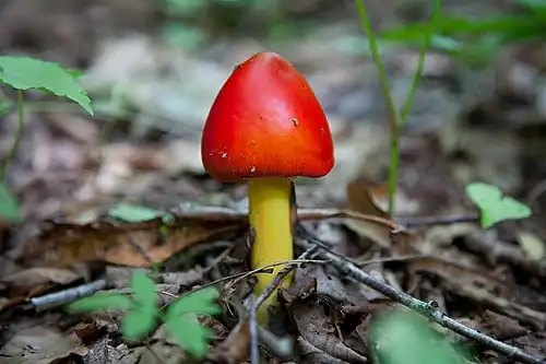 A newly emerged specimen