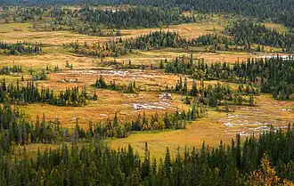 Spruce forest and mires which covers a large portion of the region.