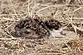 Chick in camouflaged posture