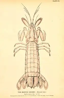 Image 15Squilla empusa, a mantis shrimp (from Malacostraca)