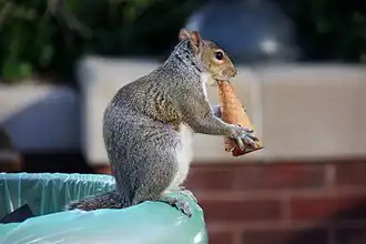 A gray squirrel scavenging food scraps from a trash bin in London