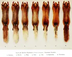 Red squirrel fur at different seasons