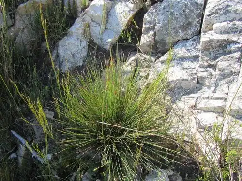 Growth form