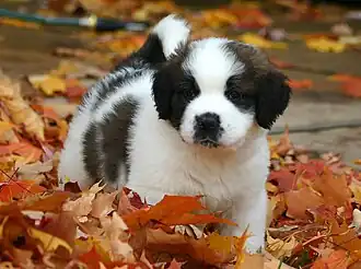 Image 36St. Bernard puppy (from Puppy)