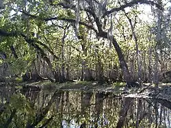 The river is smooth as glass and lined by oak and other mixed-forest trees, drooping over and reflected in the water; its width is approximately a dozen yards (11 m).