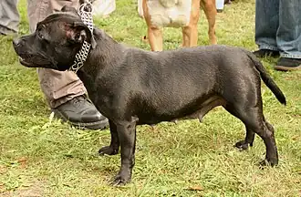 Black Brindle