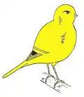 Drawing of an 'ideal' Fife Canary
