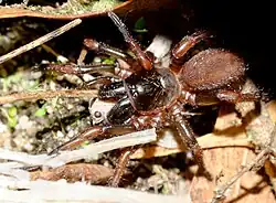 Stanwellia sp. from Australia