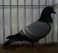 Starling