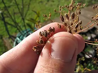 Dried dill fruit clusters