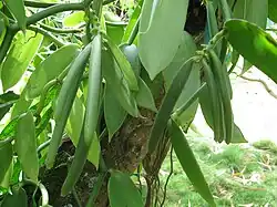 Vanilla planifolia with green seedpods