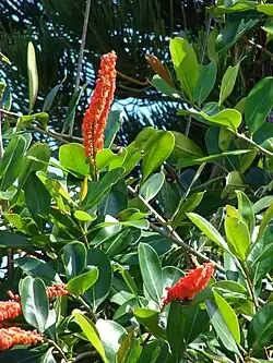 Norantea guianensis subsp. guianensis (flowers and leaves).