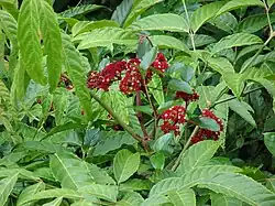 L. philippinensis