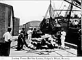 Loading frozen beef for London, Dalgety's wharf Brisbane