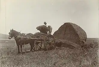 Loading hay onto the wagon, Kingsthorpe District, cira 1902