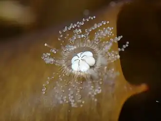 Staurocladia wellingtoni