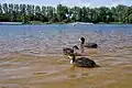 Coots on the pond