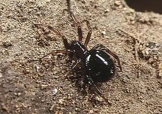 female