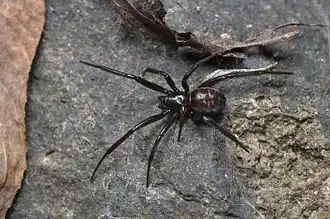 female