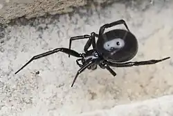 A spider sitting on web