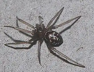 juvenile