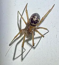 female
