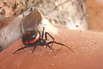 Steatoda paykulliana