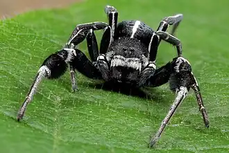 male