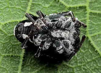 male