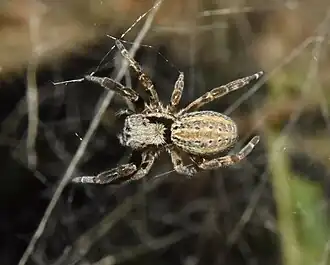 female S. mimosarum