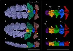 Tail vertebrae and surrounding osteoderms of Stegouros, forming its macuahuitl structure
