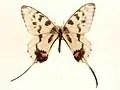 Male museum specimen from China