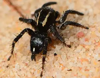 male