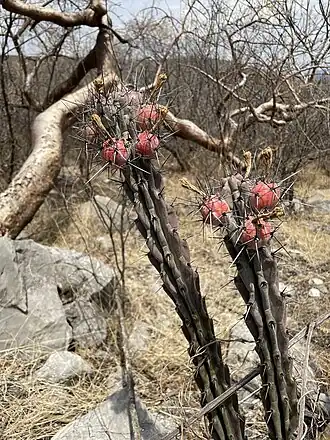 Plant fruiting in habitat in Temilpa Nuevo, Morelos, Mexico