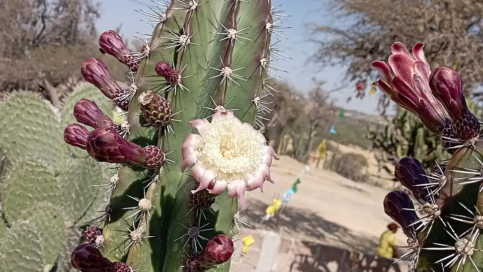 Plant blooming in El Montecillo, Guanajuato, Mexico