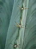 Closeup on areoles and spines