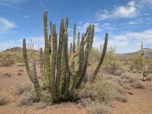 Stenocereus thurberi in Tillotson Peak Wayside in Organ Pipe Cactus Wilderness, Arizona
