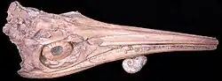†Stenopterygius quadriscissus, an ichthyosaur with a large scleral ring
