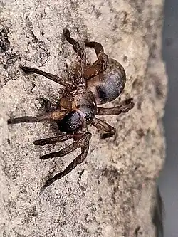 S. platensis