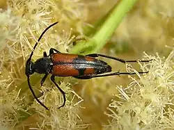 S. bifasciata feeding on Aruncus sylvestris