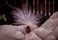 Stephanotis floribunda seed with 'parachute'