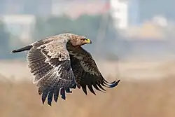 Steppe Eagle