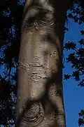 S. apetala trunk and bark