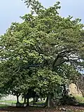 The Panama tree (Sterculia apetala) officially recognized as Panama's national tree on November 26, 1969.[114]