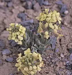 Sterigmostemum caspicum