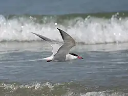 Common tern