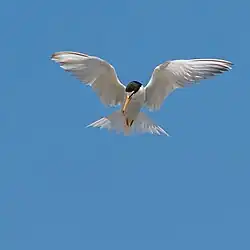 Little tern, Spain